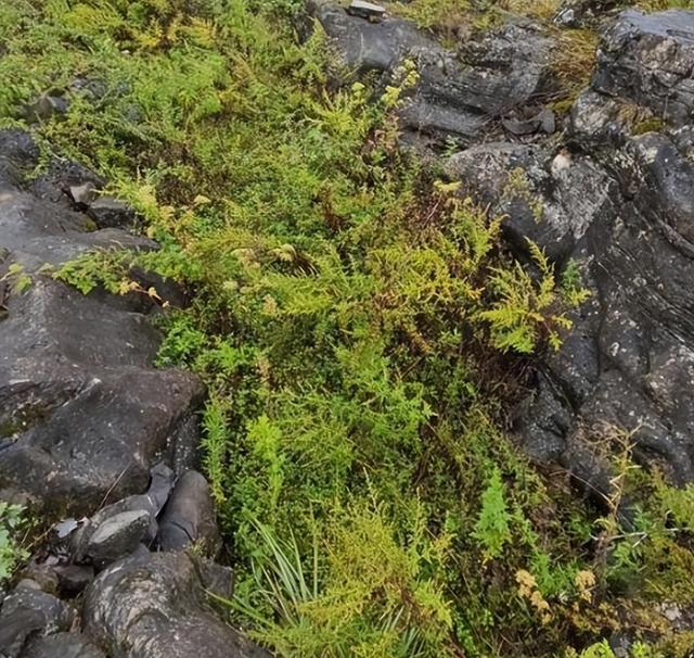 贵州49岁女子务农被害抛尸后续！凶手二审判死缓，家属申请再审