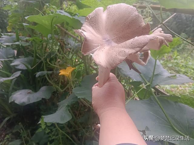 70多岁的老娘像个拼命三郎,一个人在雨天漫步拥抱大自然感觉不错