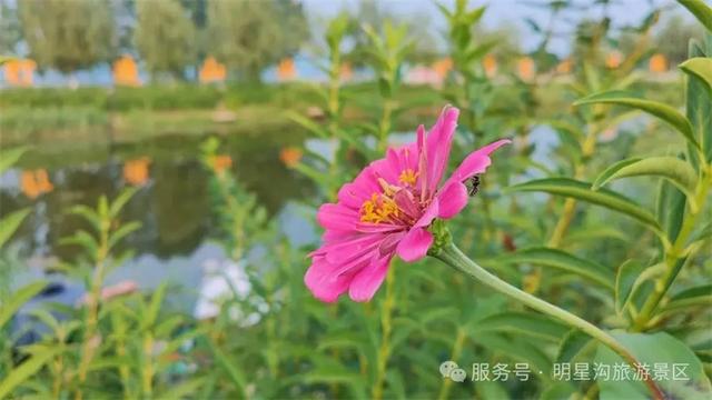 寻美卓资丨明星沟旅游景区花海惹人醉！