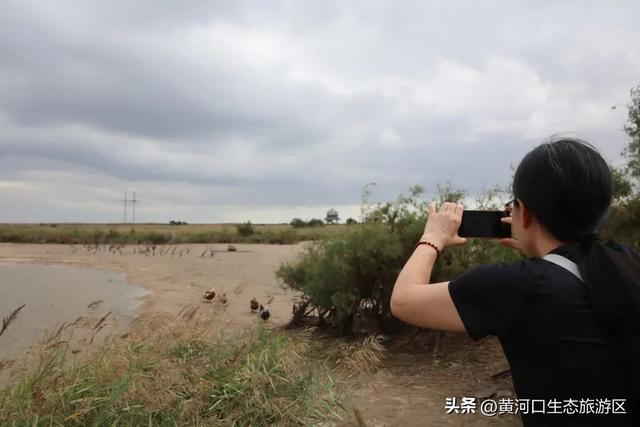 【情满双节游东营】黄河口生态旅游区 开启“人从众”模式 国庆精彩持续上演