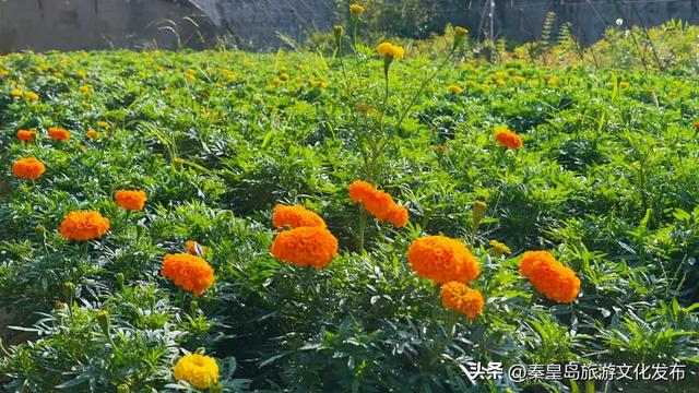 秦皇岛山海关金秋长城菊展开展在即,布展现场抢先看!