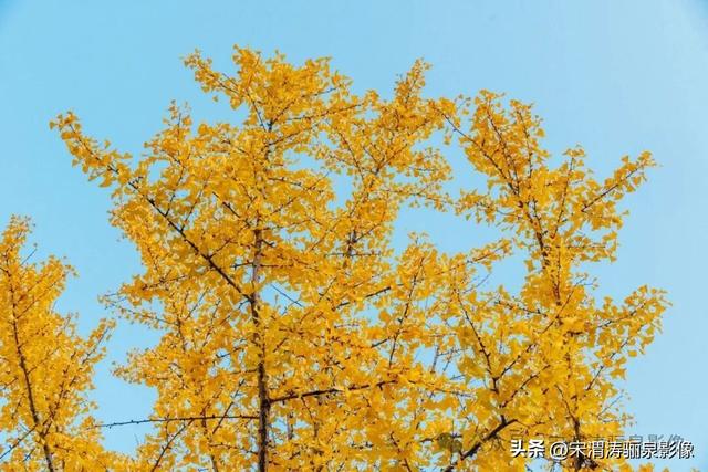 陕西渭南：人民公园银杏林色彩纷呈 祥和美丽 秋色宜人