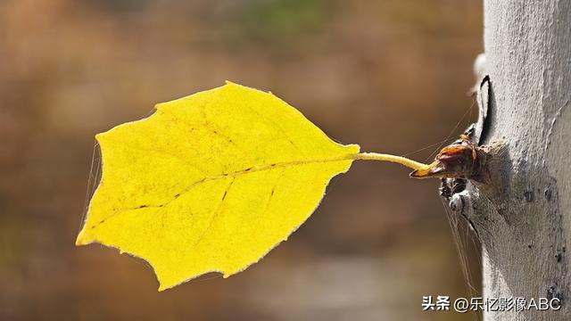 vivo x200 ultra拍摄