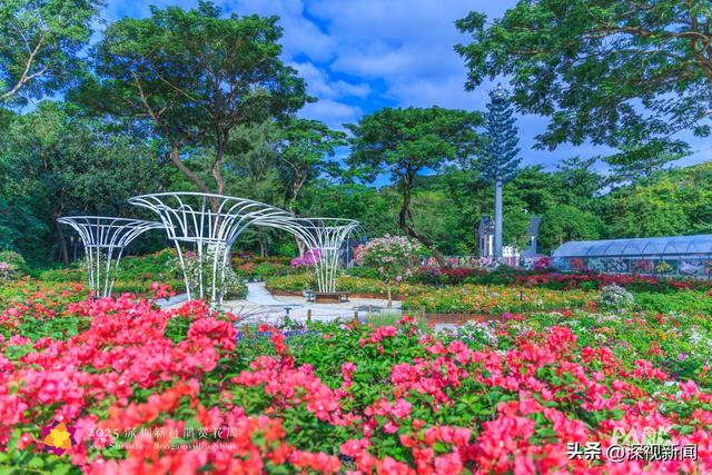 簕杜鹃花海最佳观赏期，这份“秋日限定”浪漫请收下