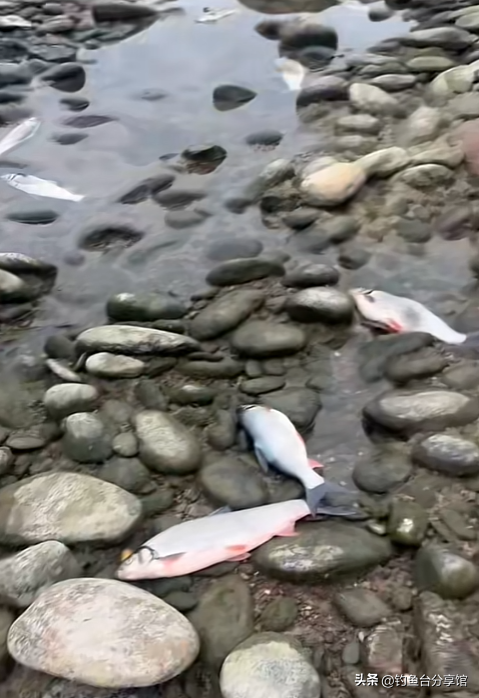 无人捡？四川一河岸上全是“红尾”野生淡水鱼！根本数不清！