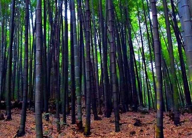 四川旅游：难忘宜宾长宁热气球赛采风行(图)