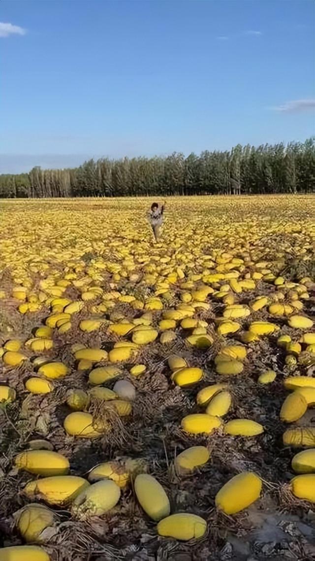 天山南北（十四）——可可托海的风骨