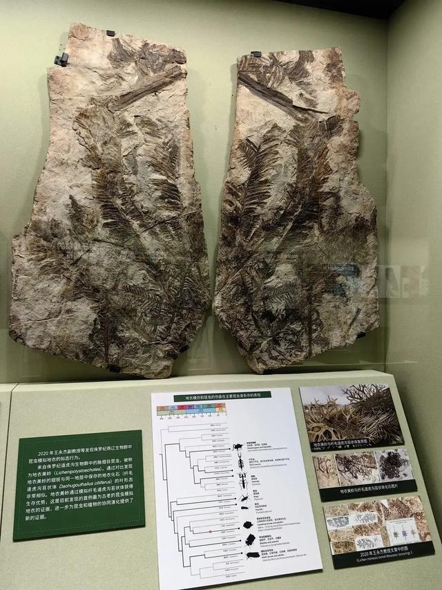 辽宁朝阳行 飞在化石上的鸟 开在化石上的花