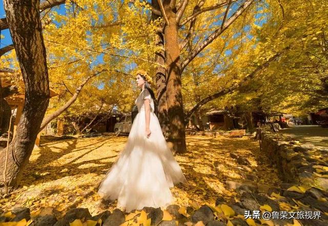 南方四境藏金秋：四大银杏秘境的温柔时光