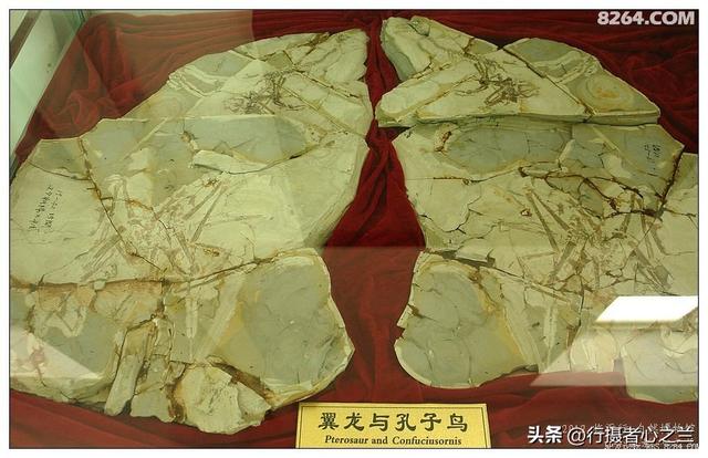 山东行游影记（36）—平邑天宇自然博物馆（十一）