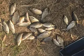 野钓鲫鱼，用几号主线和子线？老钓鱼人常用这三个线组搭配图片