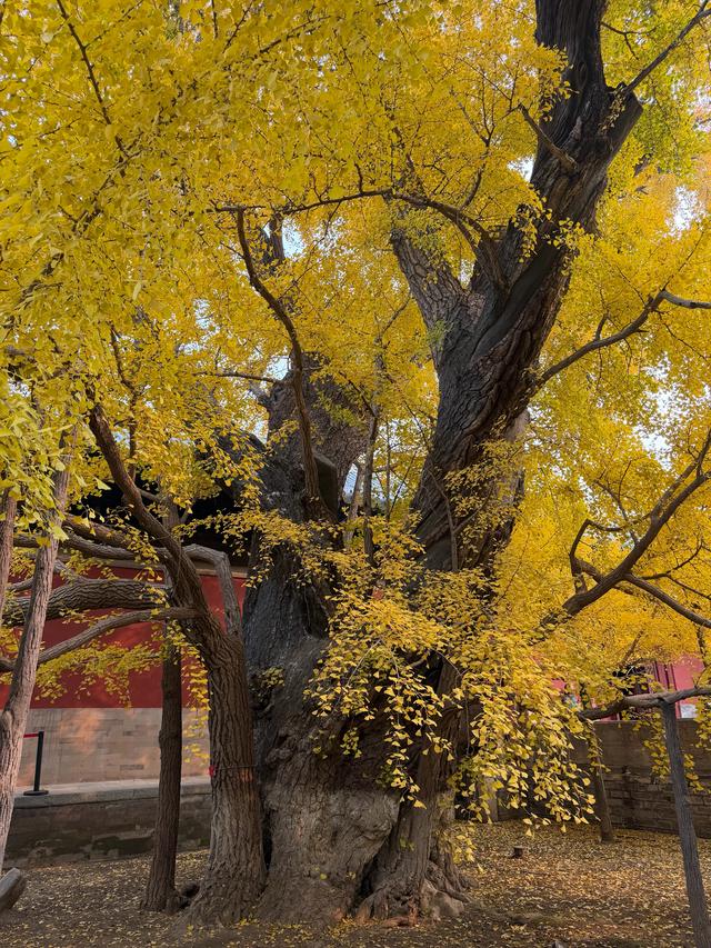 甘撒金缕苒秋寰