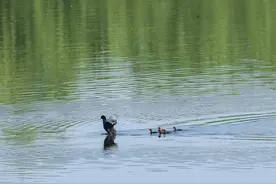 追鸟 | 状元湖里游过一群“鸡”！一家八口太有爱啦~图片