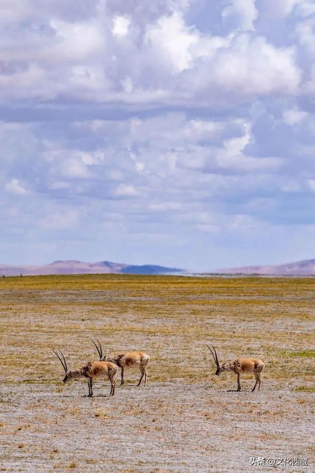 惊呆！西藏这个地方，一到秋天就美炸了！