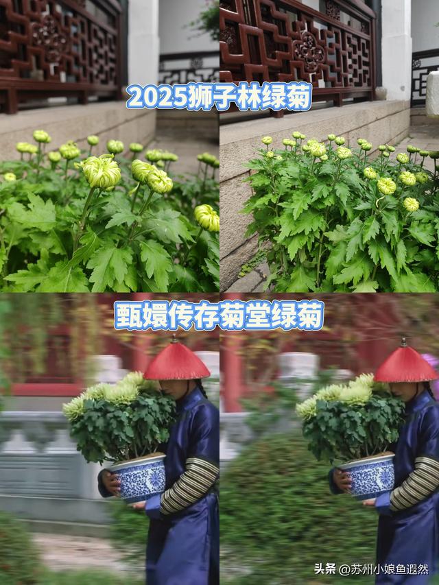 2025苏州狮子林菊展：赴一场比《甄嬛传》存菊堂更盛的秋日菊宴