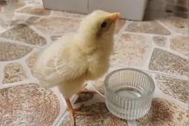 在农村养小鸡娃谨记四怕，三不要，不然到头白忙活图片