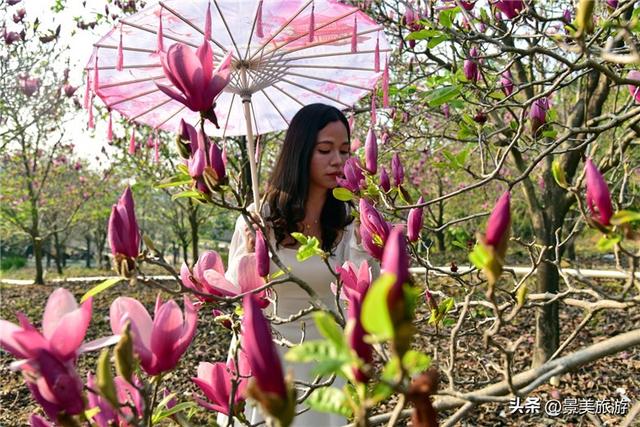 一堂春色动岭南，佛山三水卡玛数千株玉堂盛放，引发三八旅游热潮