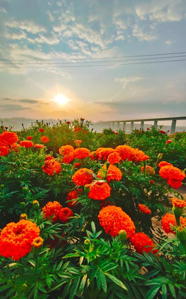 周末哪里去？来“浪”兰州新区金色花海（附攻略）
