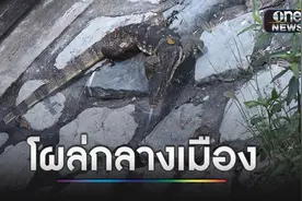 曼谷市中心路边巨蜥吓坏老外！当地人称早已见怪不怪图片