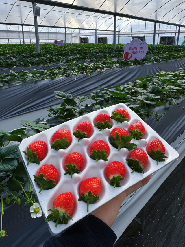 苏州本地草莓上市啦！来看这份采摘攻略