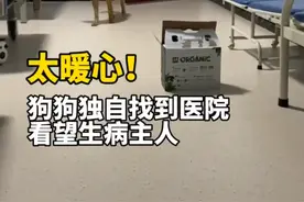 太暖心！狗狗独自找到医院看望生病主人图片