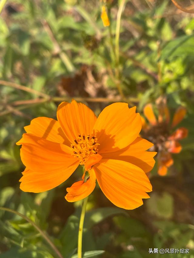 南昌马兰圩公园，七彩花海拍照太美了！