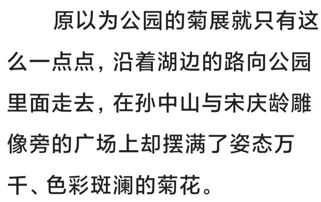 中山公园的菊花