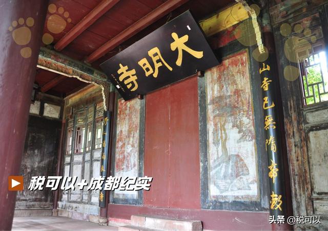 走进崇州大明寺，被两棵1500岁的楠树震撼到了！