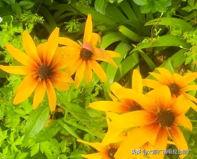 太原盛夏：公园里的花事盛宴