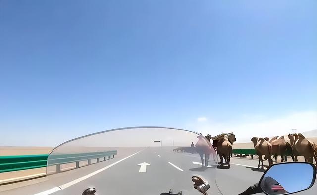 摩旅青海被牧民打头后续！7峰骆驼丢失，当地人发声 骑手有错在先