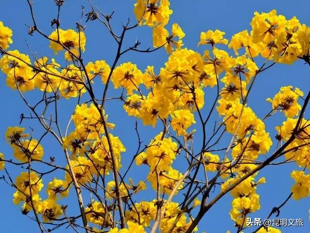 “薅羊毛”倒计时！妇女节昆明景区优惠大盘点，带上姐妹出发吧~