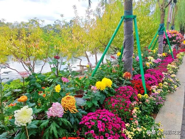 金秋赏花，醉美秋菊展，菊香满西湖