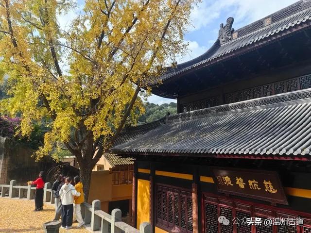 一树金黄，满城风雅！温州这棵著名的古寺银杏再不去就要落叶了