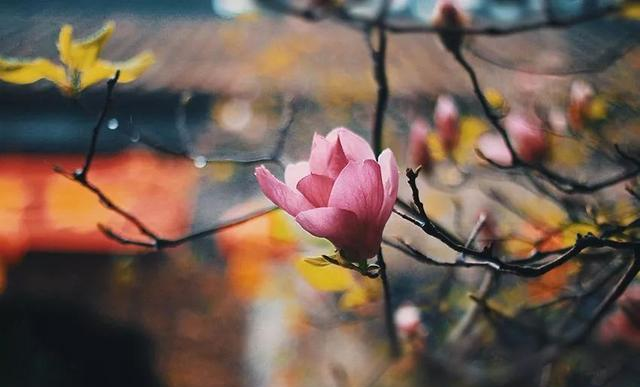 “人有福运，好梦将至”：这些梦的出现，是来渡你的