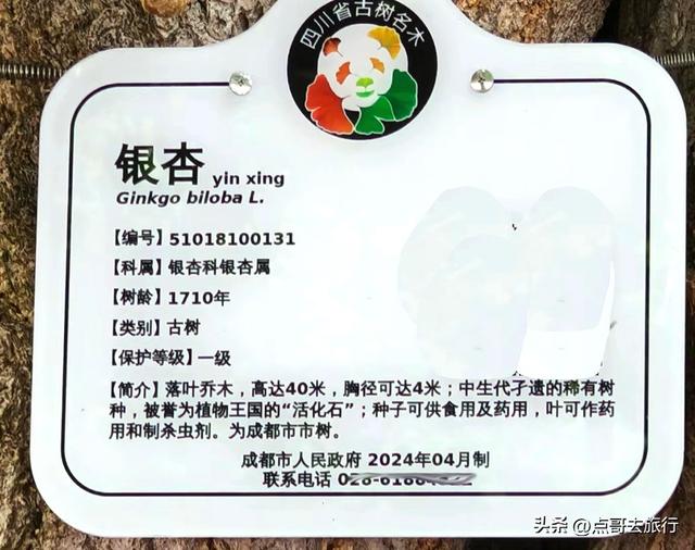 成都这5大千年银杏，超级惊艳，其中一株相传是杨贵妃种植！