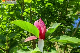 少见！乌鲁木齐市植物园玉兰花开二度图片