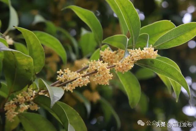 金秋桂香满侗乡