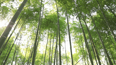 成都1h车程→千年古刹前踩水、捉螃蟹、喂梅花鹿，无门票！