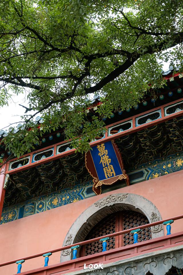 北京最新秋日打卡地 · 再看要等明年