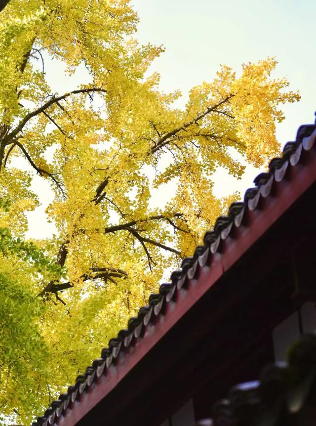 冬访信江书院：一株银杏染金，古院藏尽温柔