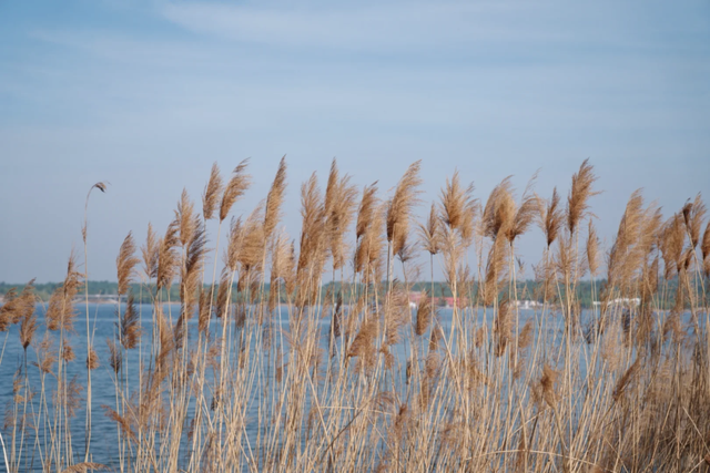 即刻出发，解锁淄博「秋日限定」模式，错过等明年！