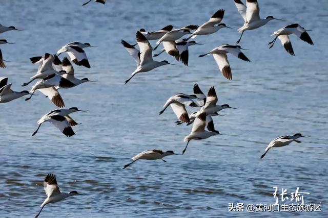 【黄河口生态旅游区】观鸟季 追光向海,赴一场黄河口的飞鸟之约!