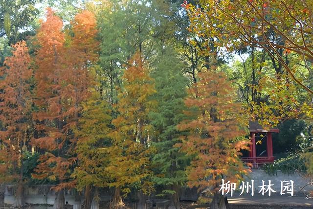 柳州园博园360株杉树点染冬季渐变色