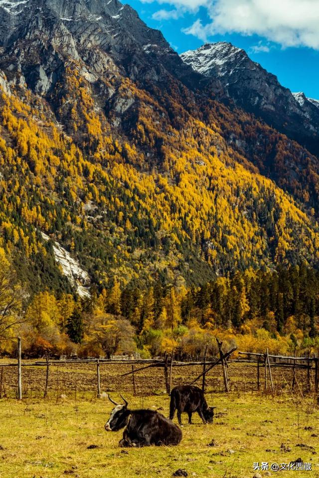 挖到国内巅峰秋景！半山秋色半山雪，不来西藏这里真的亏大了！
