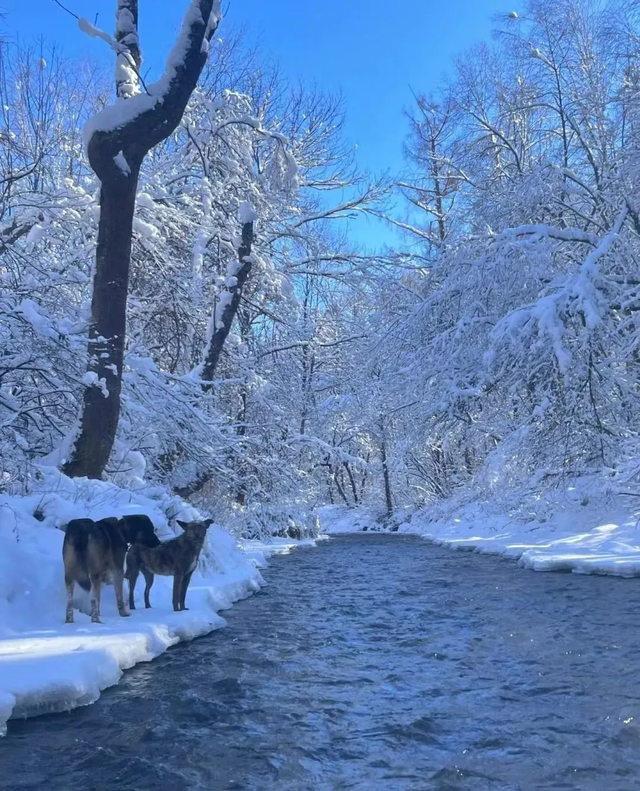 2026必冲！长白山十大网红冰雪秘境，美到刷屏