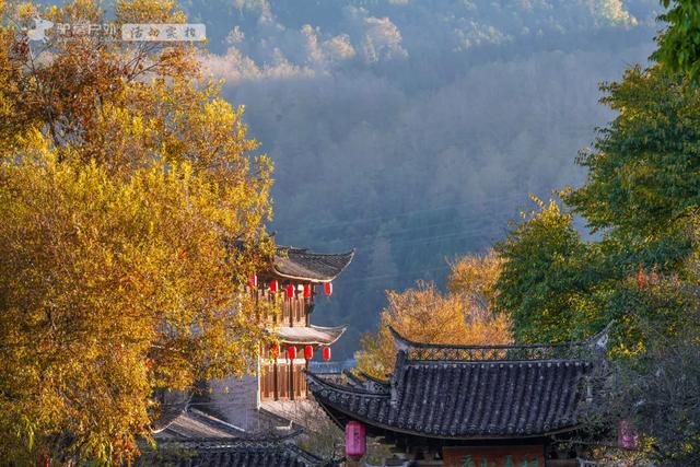 11月的云南腾冲,3000株银杏迎来黄金观赏期,美成人间仙境!