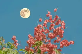 手机变焦怎么用？这3种自带模式，拍出来真好看！图片