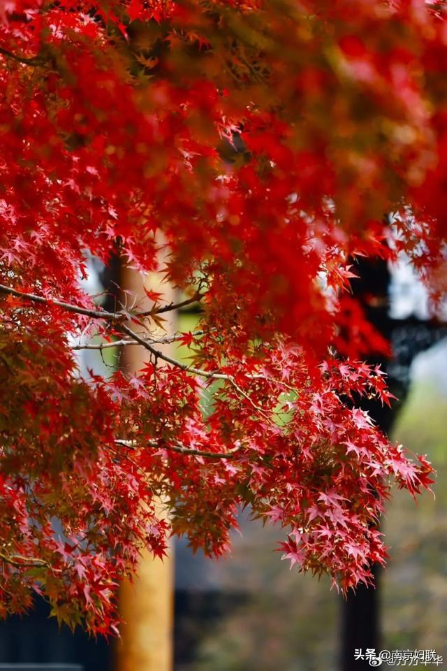 人在南京，红叶正盛，等你来～