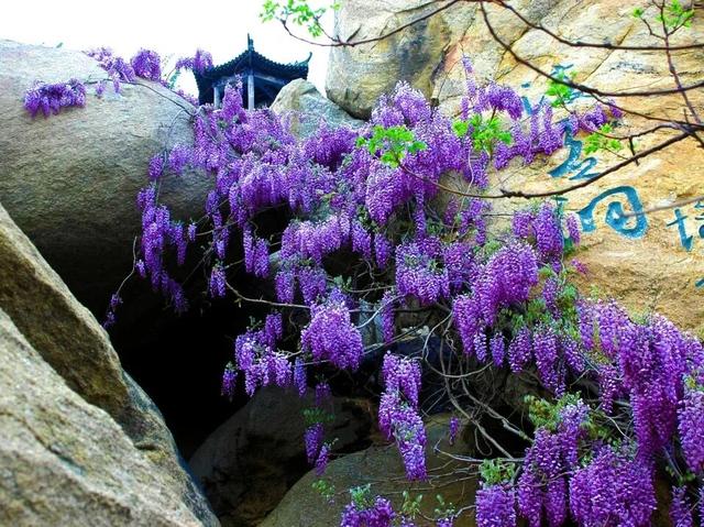 放春假・上春山 | 临沂景区宠粉「第四波」中小学生专享超多福利