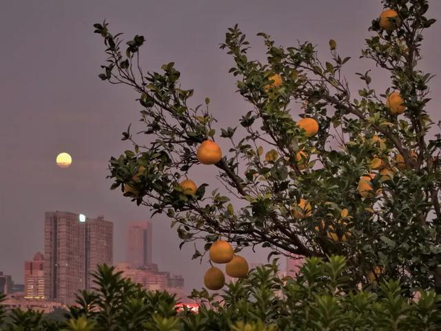 橘子洲，又见橘红染湘江